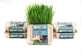 Lucky Kitty - Grow at Home Cat Grass OAT